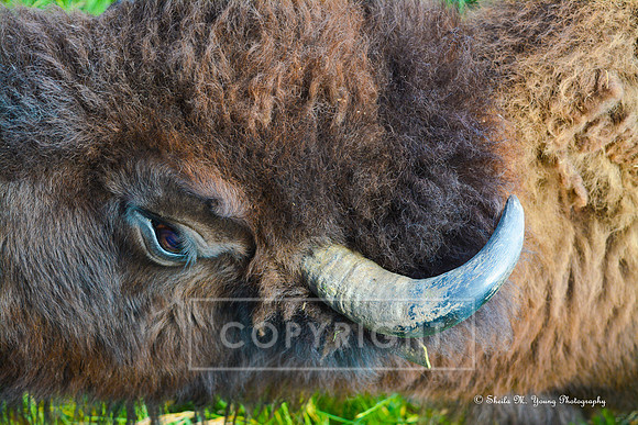 Bison Eye & Horn