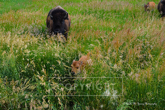 Mama Bison and Baby