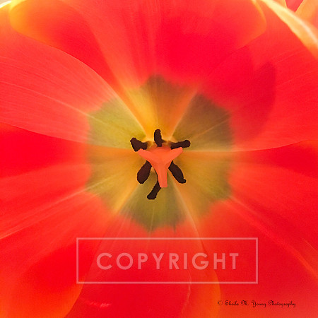 Orange Joy