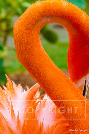 Flamingo Neck