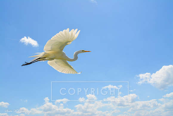 Heavenly Egret