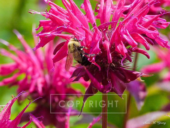 Bumble Bee on Single Stem Bee Balm