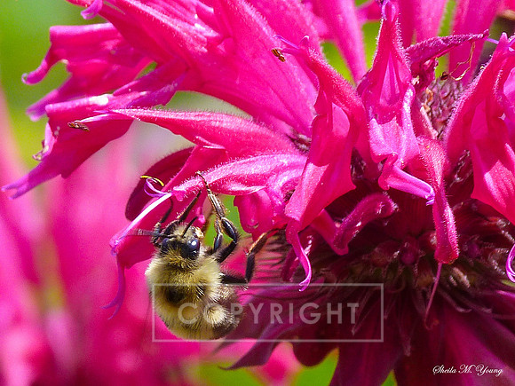 Bumble Bee on Bee Balm