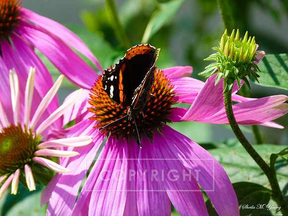 Painted Lady On Curled Coneflower