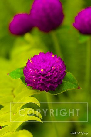 Gomphrena Globosas