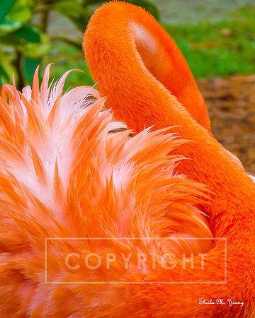 Orange Tuft