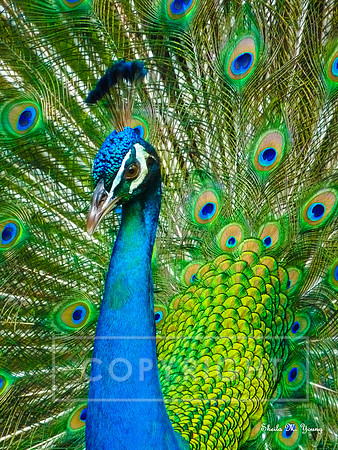 Crown & Feathers