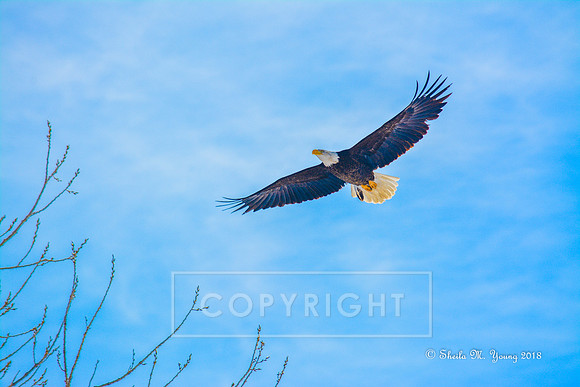 Soar
