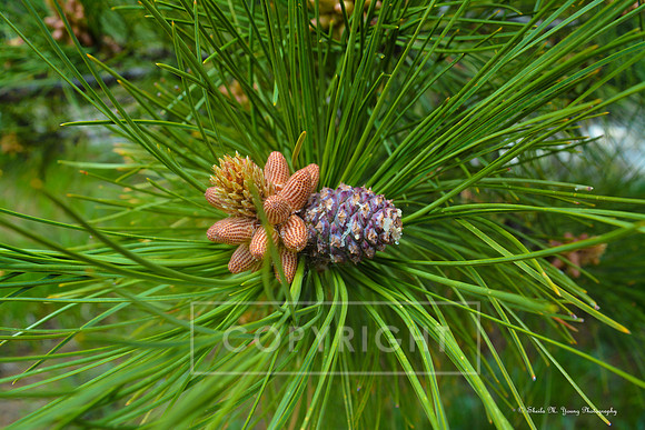 Colorado Pinecone