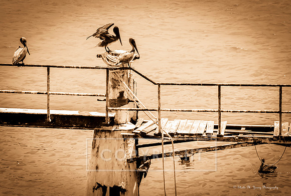 Rusty Perch- Sepia