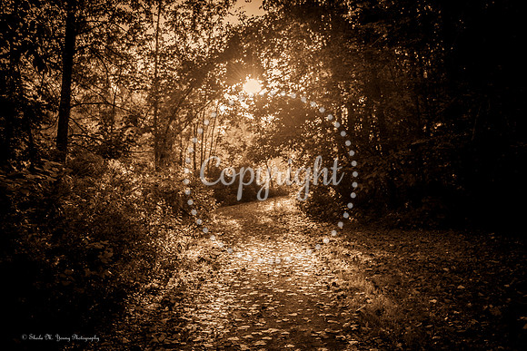 Guiding Light - Sepia