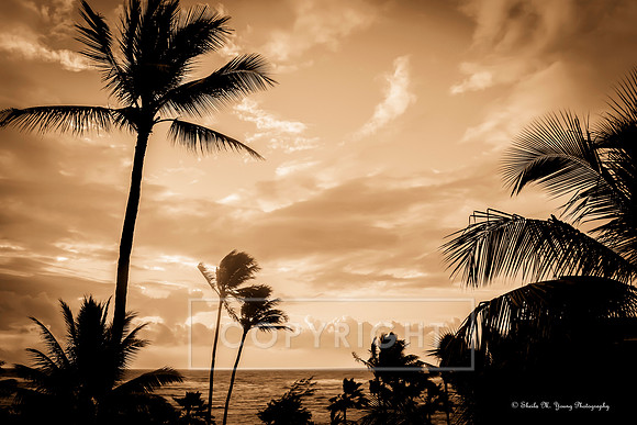 Sunrise Over Coconut Beach-Sepia