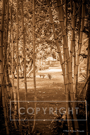 Off the Bamboo Trail