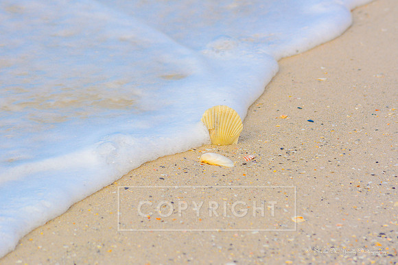 Shell and Seafoam