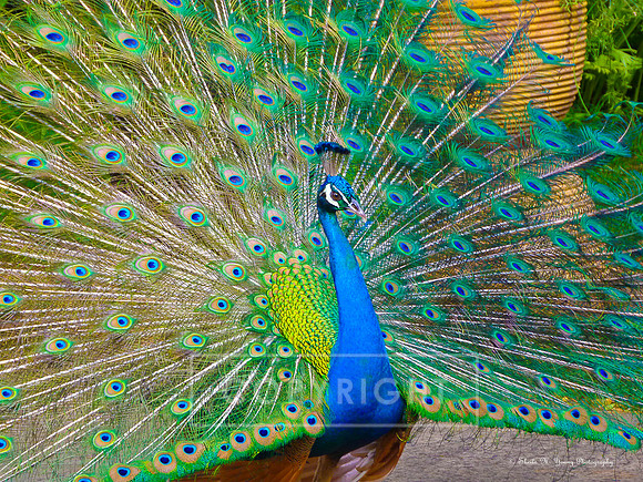 Posing Peacock