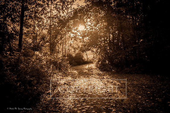 Guiding Light - Sepia