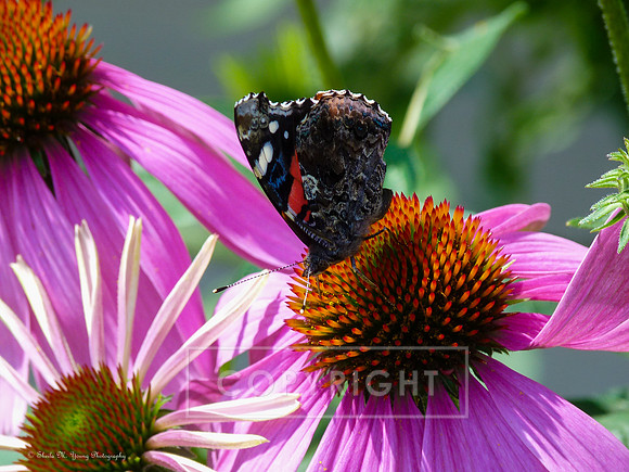 Closed Painted Lady on Coneflower